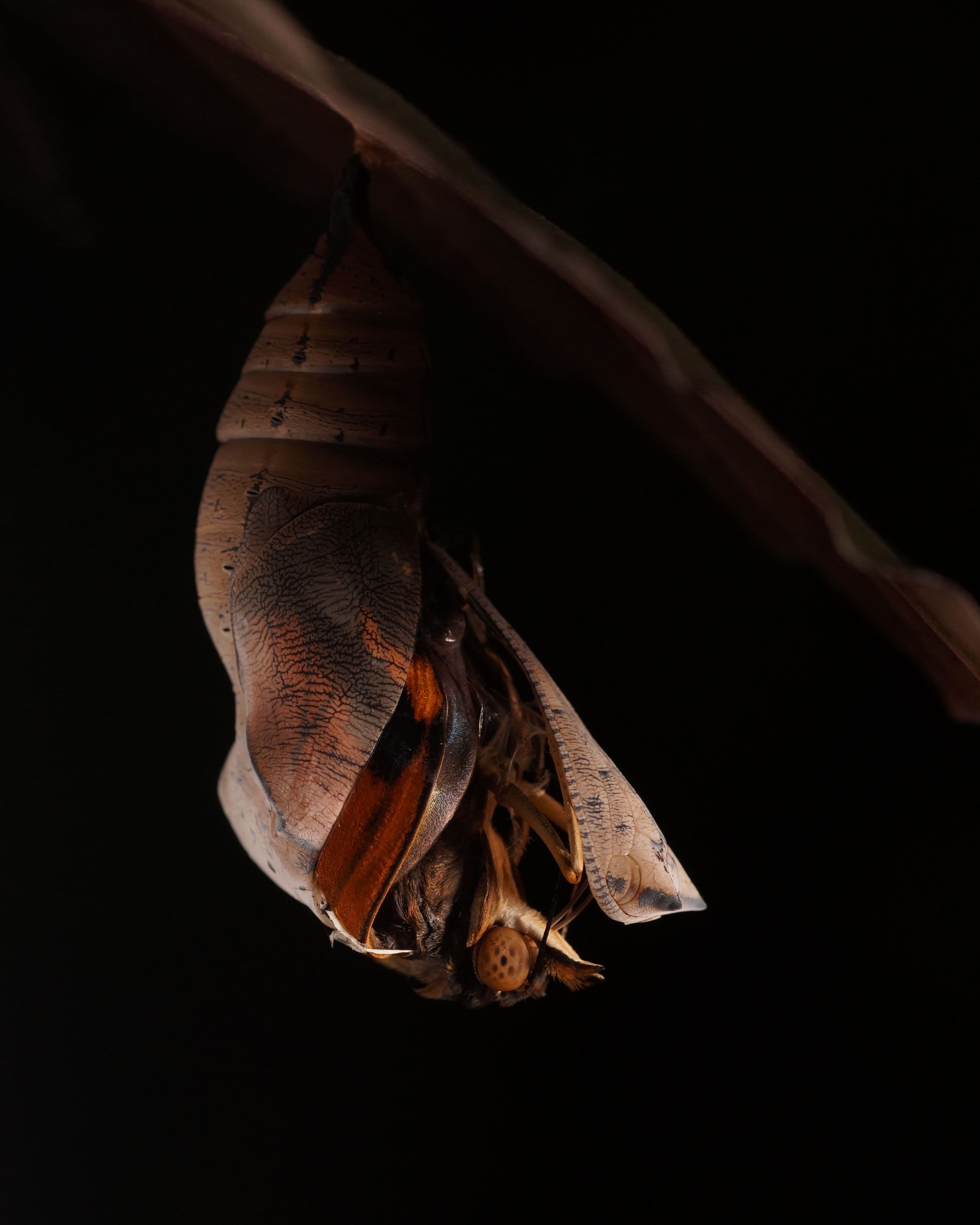 Falter schlüpft vor dunklem Hintergrund aus seiner Puppe — Metamorphose